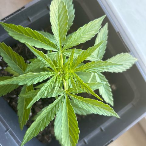 Lucy growlog timeline photo