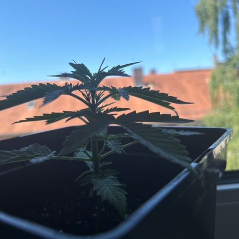 Lucy growlog timeline photo