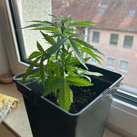 Lucy growlog timeline photo
