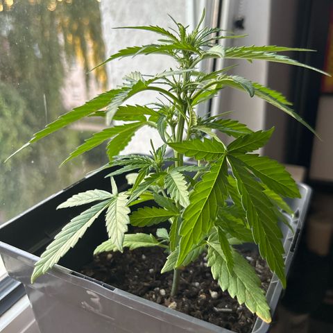 Lucy growlog timeline photo