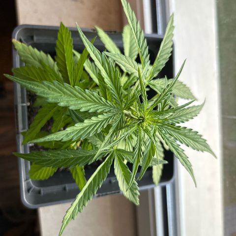 Lucy growlog timeline photo