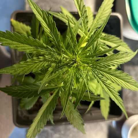 Lucy growlog timeline photo