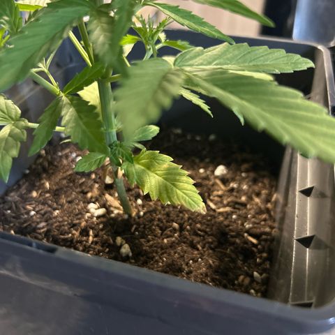 Lucy growlog timeline photo