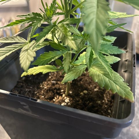 Lucy growlog timeline photo