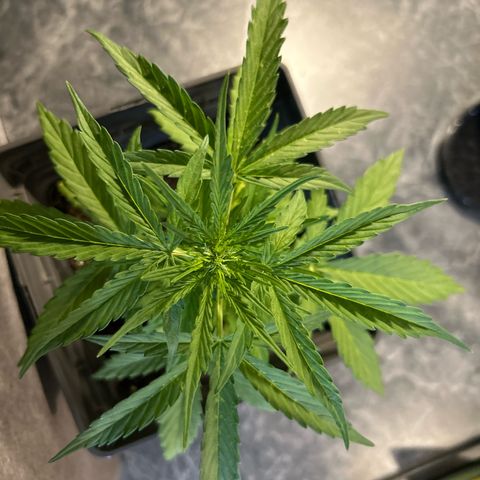 Lucy growlog timeline photo