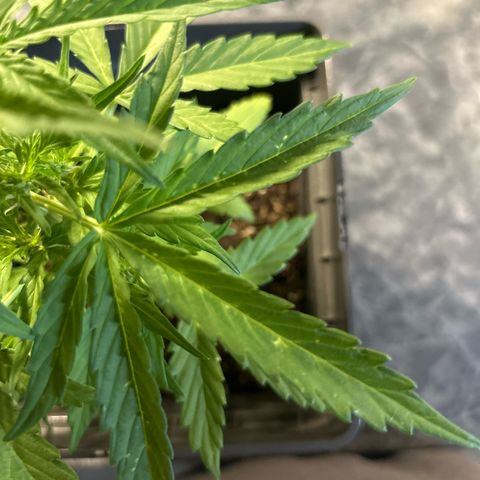 Lucy growlog timeline photo