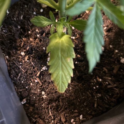 Lucy growlog photo: Kaputte Blätter 😭