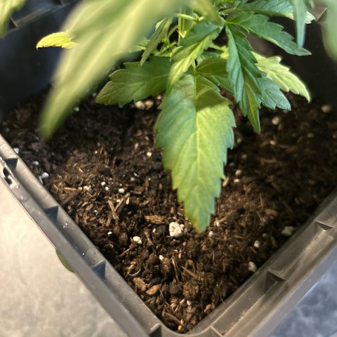 Lucy growlog photo: Kaputte Blätter 😭