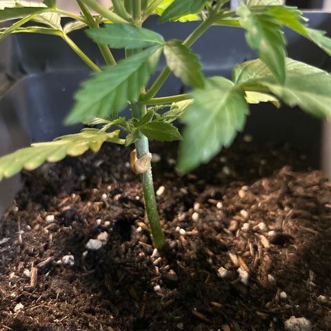 Lucy growlog photo: Kaputte Blätter 😭