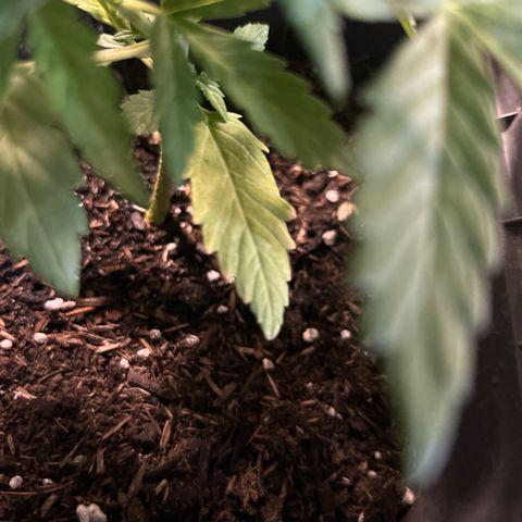 Lucy growlog photo: Kaputte Blätter 😭