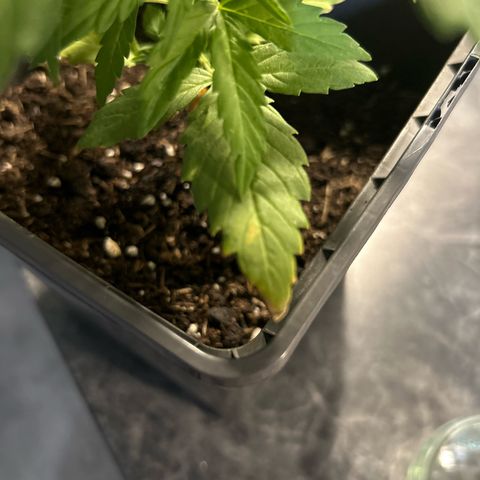 Lucy growlog photo: Kaputte Blätter 😭