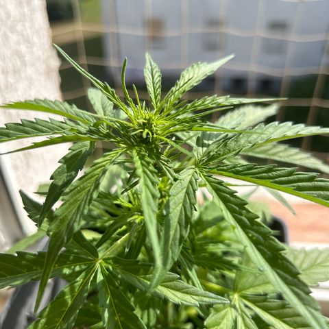 Lucy growlog timeline photo