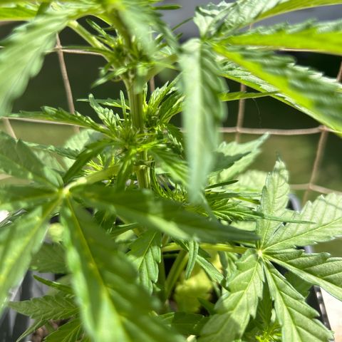 Lucy growlog timeline photo