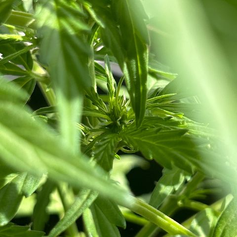 Lucy growlog timeline photo