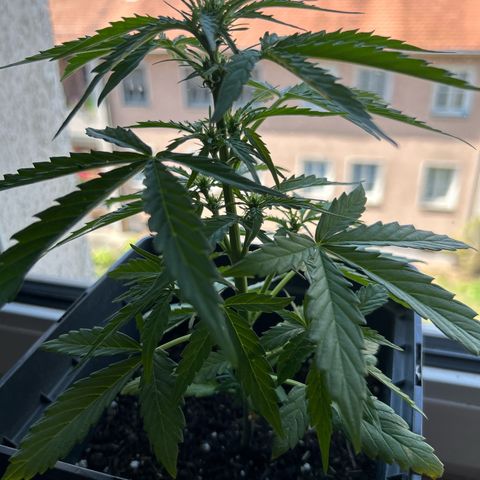 Lucy growlog timeline photo