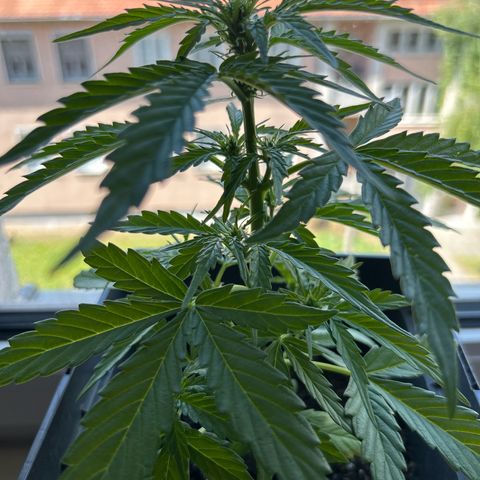 Lucy growlog timeline photo
