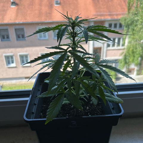 Lucy growlog timeline photo