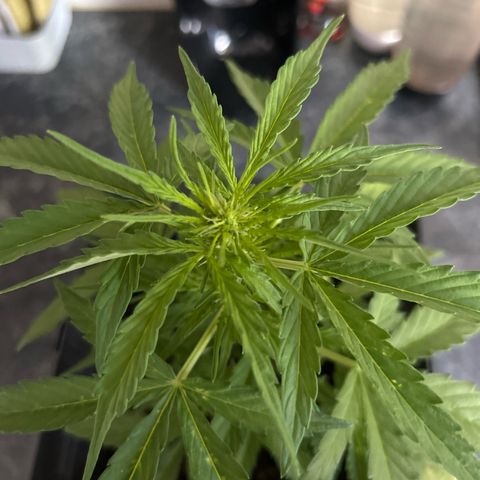 Lucy growlog timeline photo