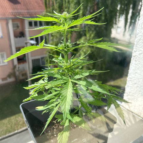 Lucy growlog timeline photo