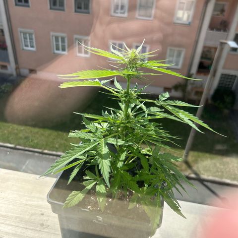 Lucy growlog timeline photo