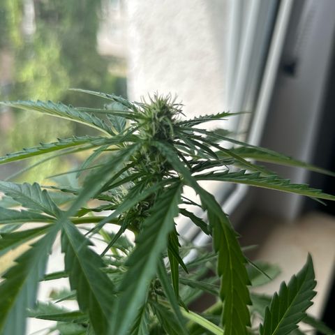 Lucy growlog timeline photo