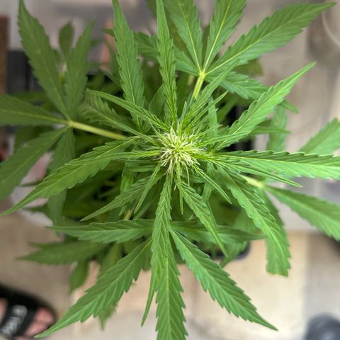 Lucy growlog timeline photo