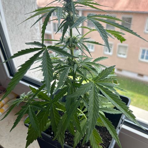 Lucy growlog timeline photo