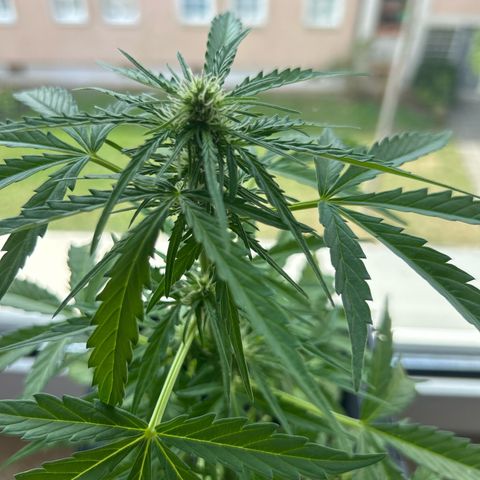 Lucy growlog timeline photo