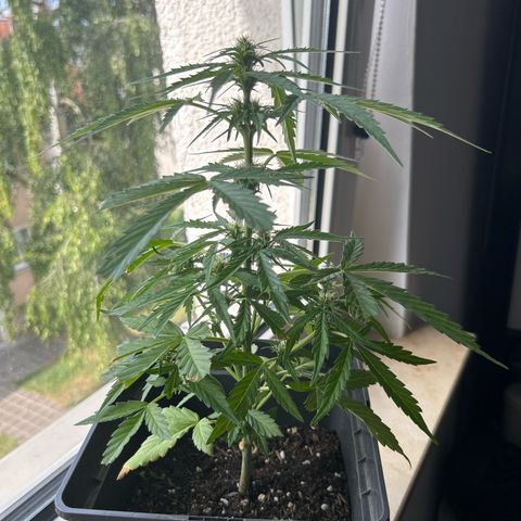 Lucy growlog timeline photo