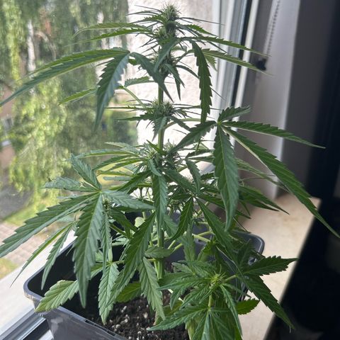 Lucy growlog timeline photo