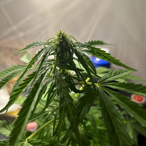 Lucy growlog timeline photo