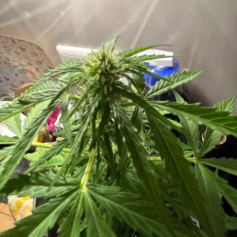 Lucy growlog timeline photo