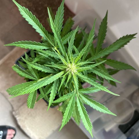 Lucy growlog timeline photo