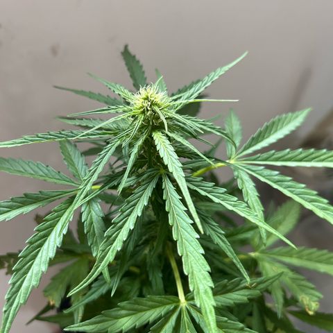 Lucy growlog timeline photo