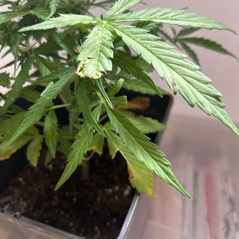 Lucy growlog photo: Chilly‘s Opfer