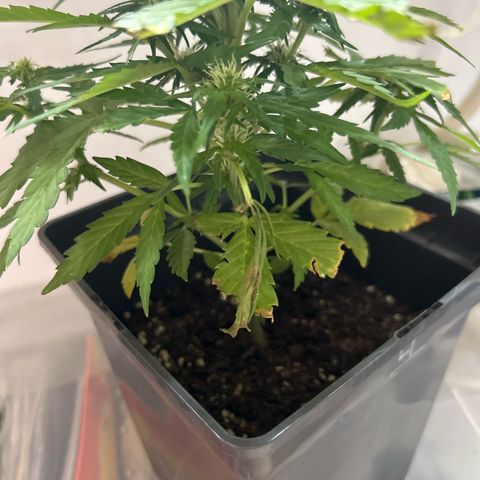 Lucy growlog photo: Chilly‘s Opfer