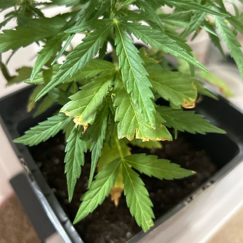 Lucy growlog photo: Chilly‘s Opfer