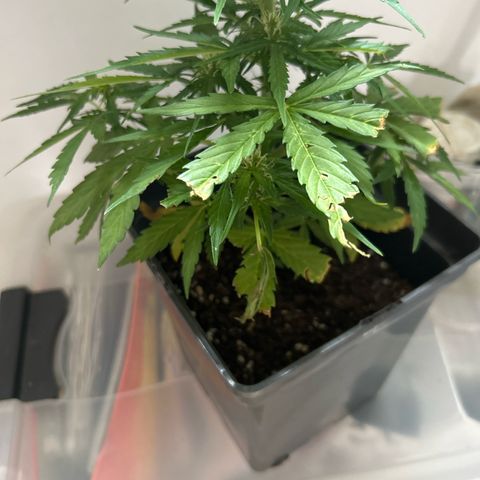 Lucy growlog photo: Chilly‘s Opfer