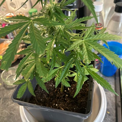Lucy growlog photo: Kaputte Blätter 🥺