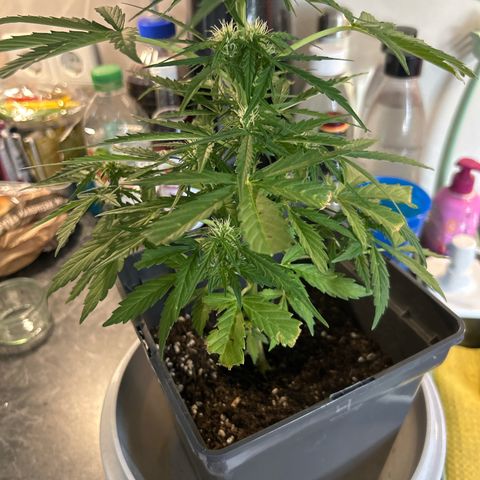 Lucy growlog photo: Kaputte Blätter 🥺