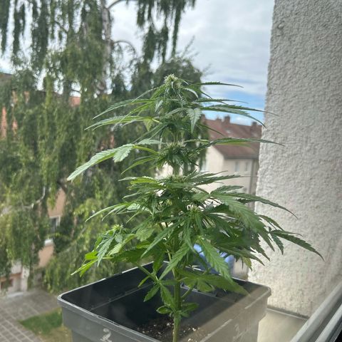 Lucy growlog photo: nach Beschneidung