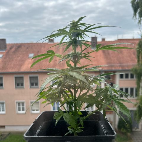Lucy growlog photo: nach Beschneidung