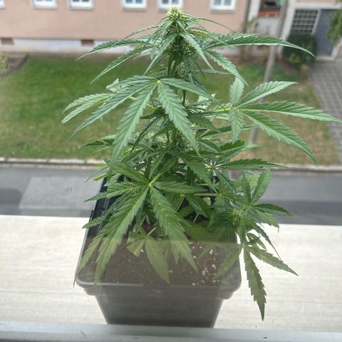 Lucy growlog photo: nach Beschneidung