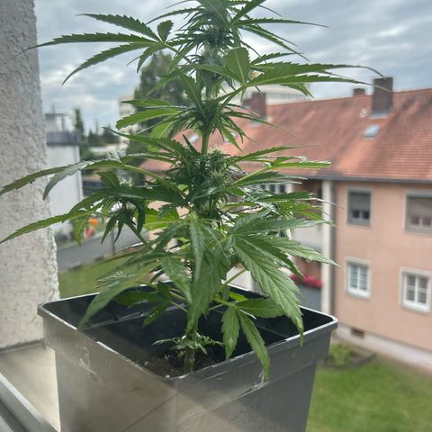 Lucy growlog photo: nach Beschneidung