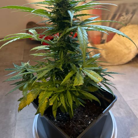 Lucy growlog photo: vor der Beschneidung