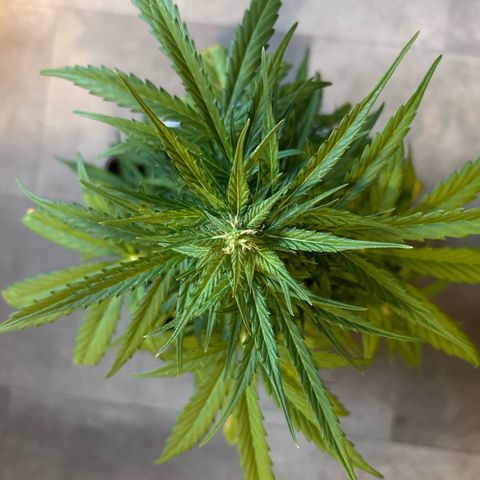 Lucy growlog photo: vor der Beschneidung