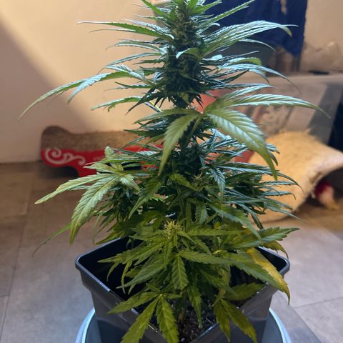 Lucy growlog photo: vor der Beschneidung