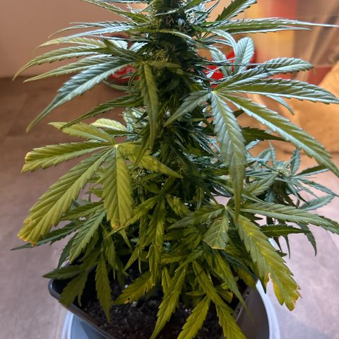 Lucy growlog photo: vor der Beschneidung
