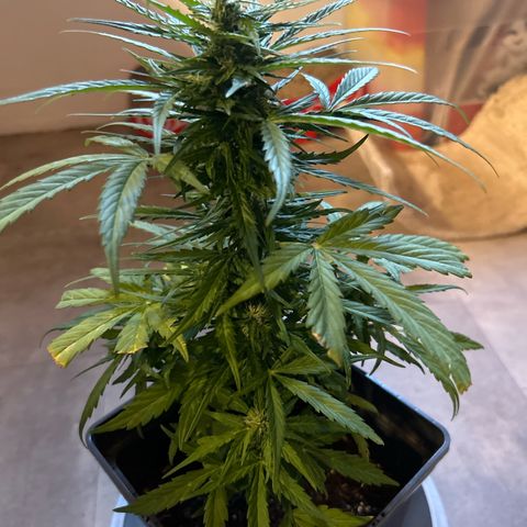 Lucy growlog photo: vor der Beschneidung