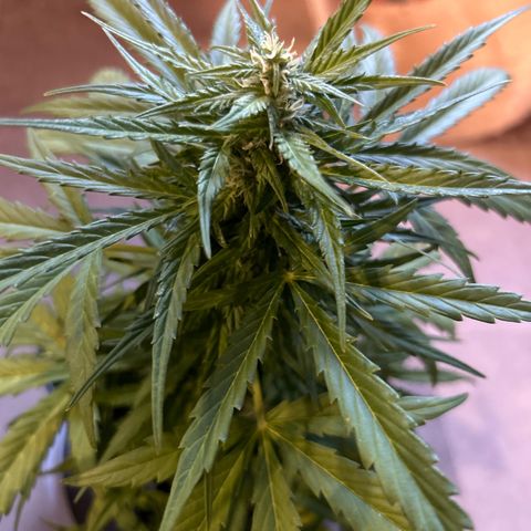 Lucy growlog photo: vor der Beschneidung